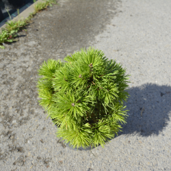 Sosna górska   Allgäu